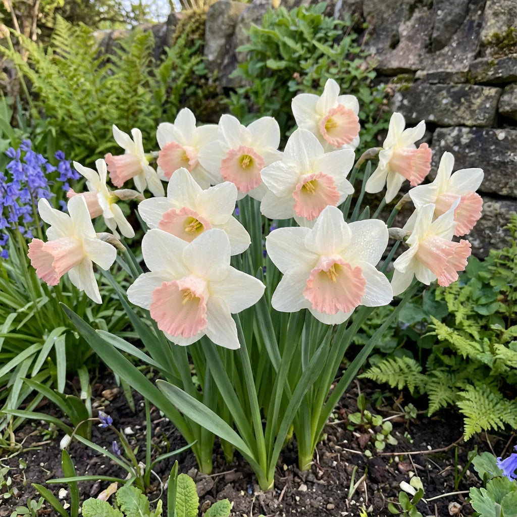 Baby Pink & White Daffodil Flower Seeds for Planting