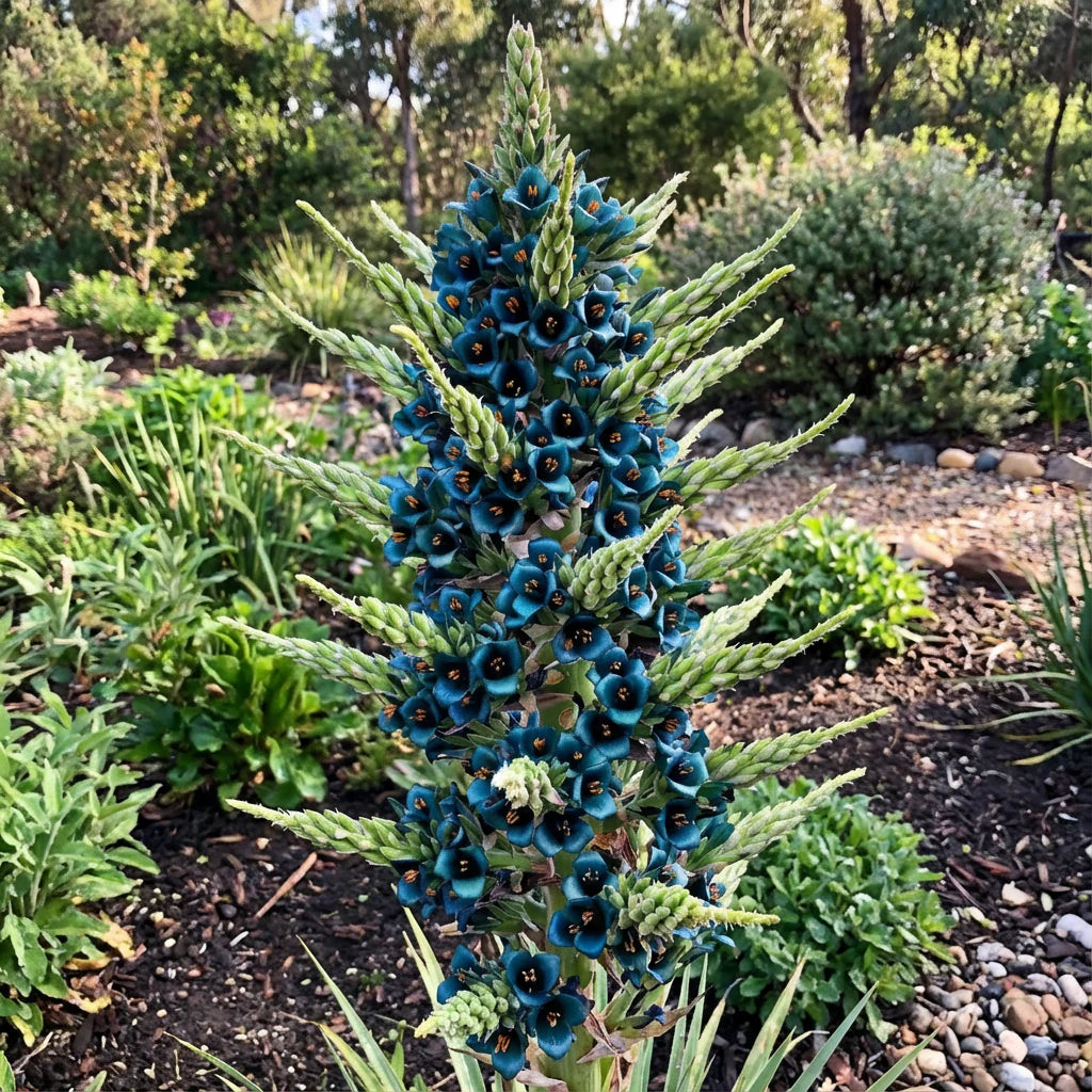 Blue Puya Venusta Flower seeds for Planting - Pollinator Friendly, Heirloom & GMO Free Seeds for Home Garden