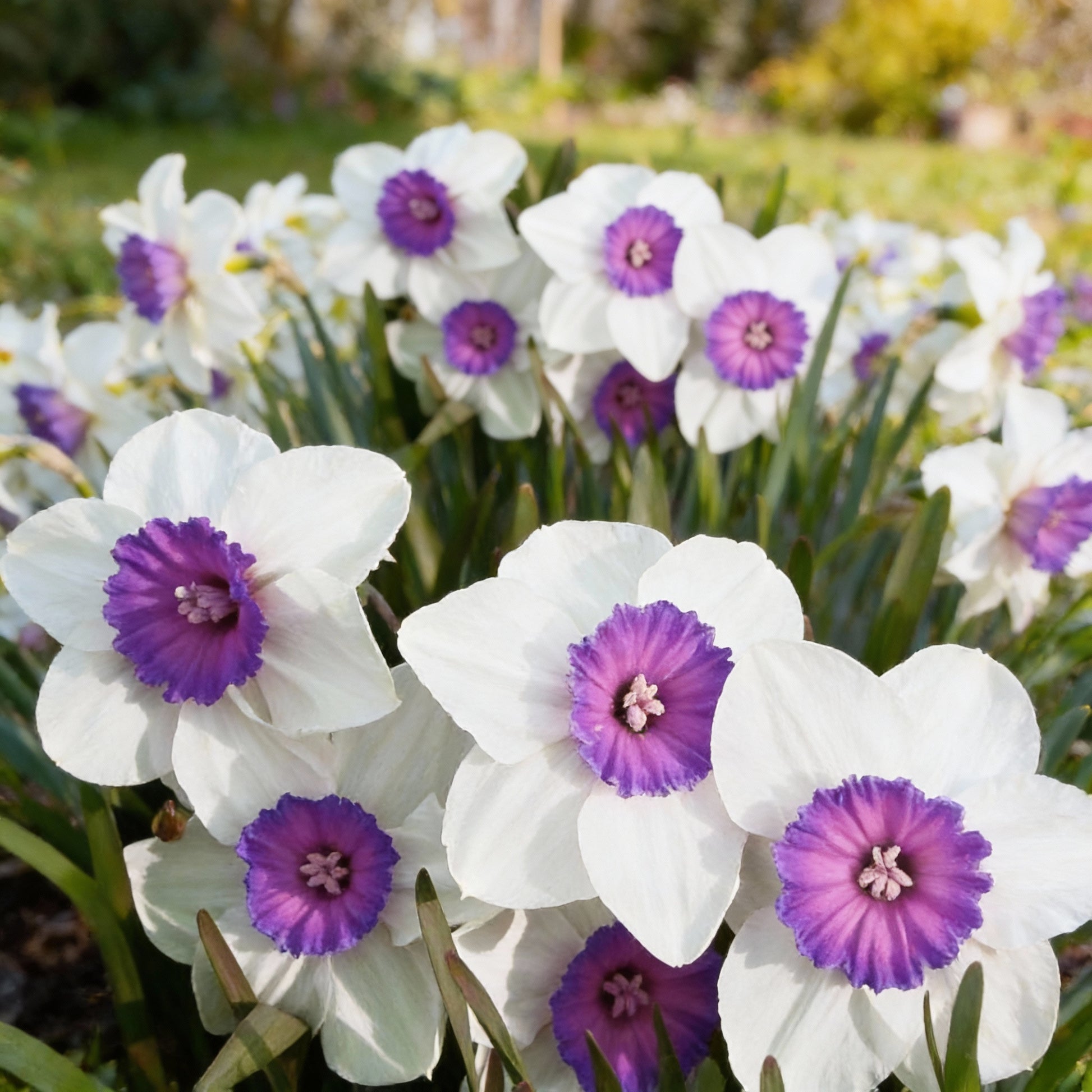 White Violet Daffodil Seeds growing in home gardens, containers, raised beds, and outdoor landscapes