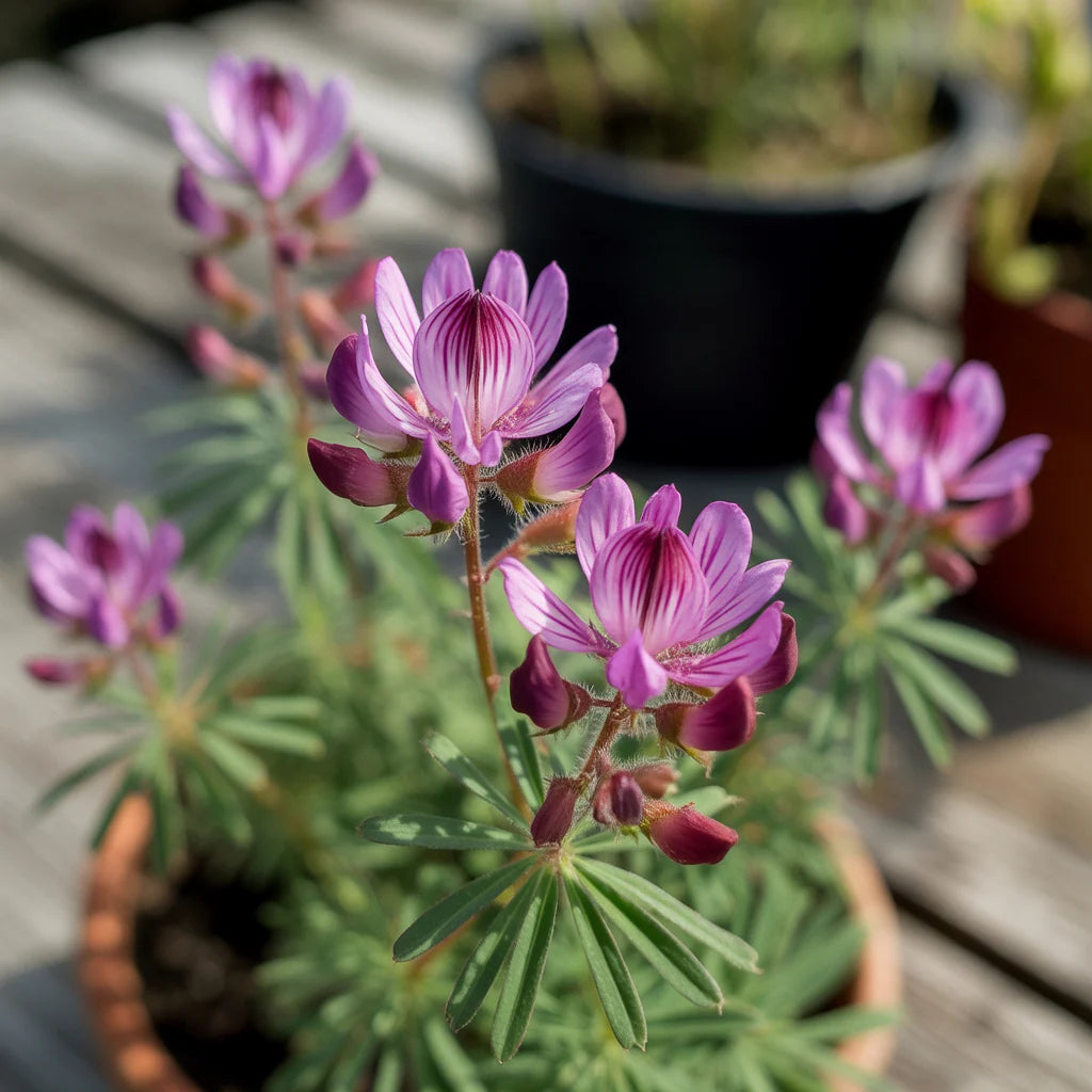 Purple Astragalus Flower seeds blooming in flower beds, containers, borders, and pollinator-friendly gardens