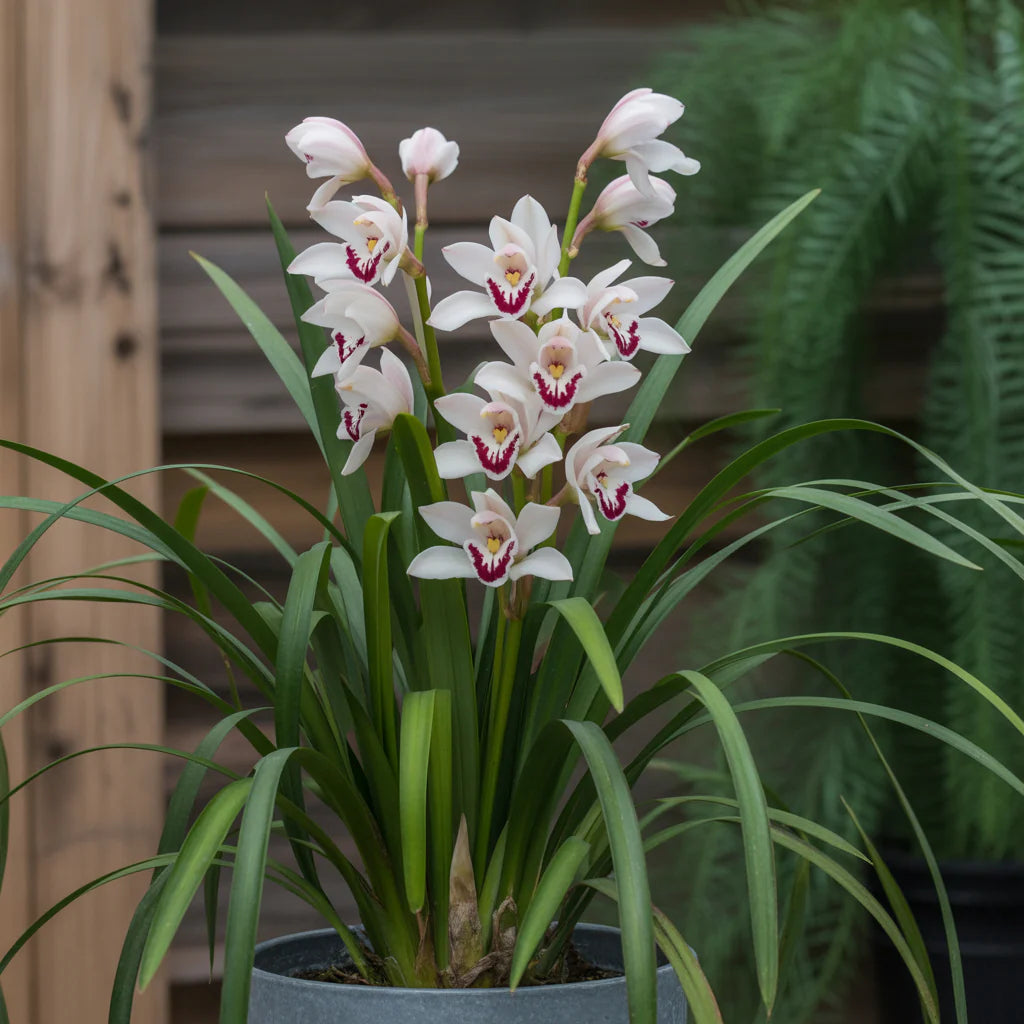 White Mix Cymbidium Maxillaria Flower Seeds for Planting Sun Loving Heirloom & GMO Free Seeds for Home Garden
Sale