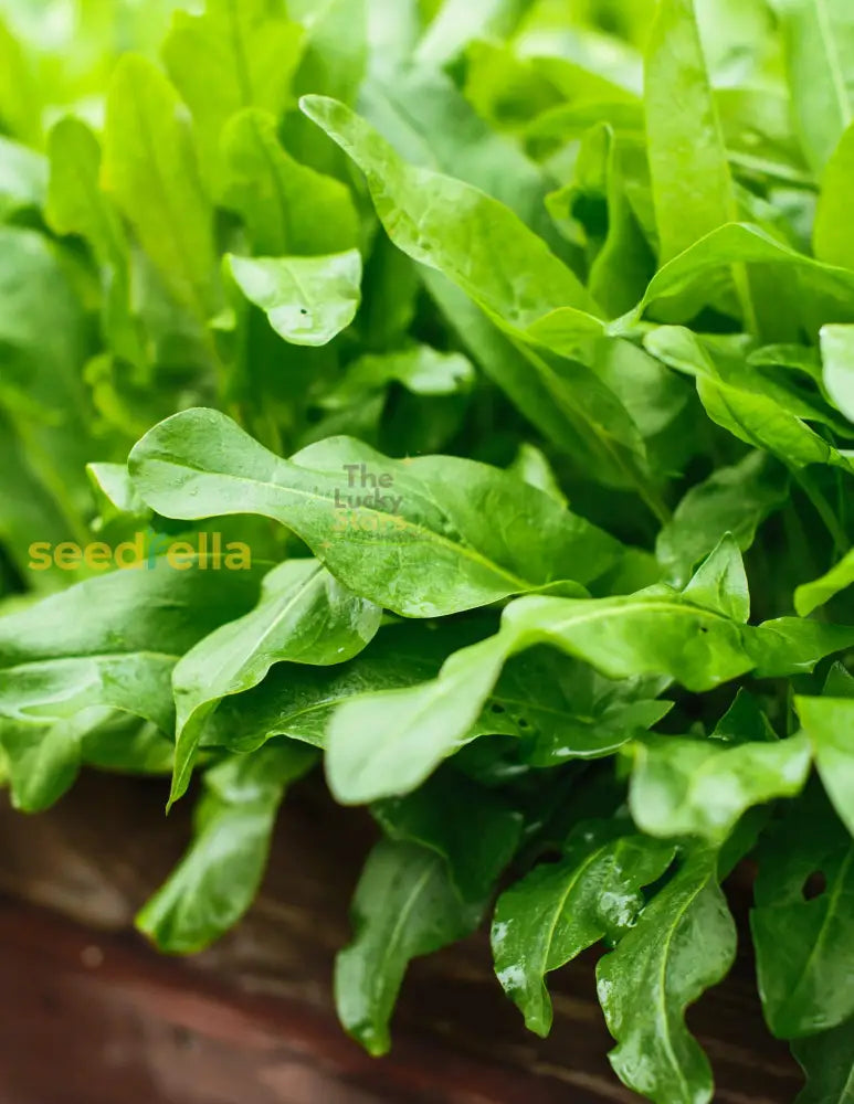 French Sorrel Seeds For Planting: A Must-Have Herb Your Garden Plant Seeds