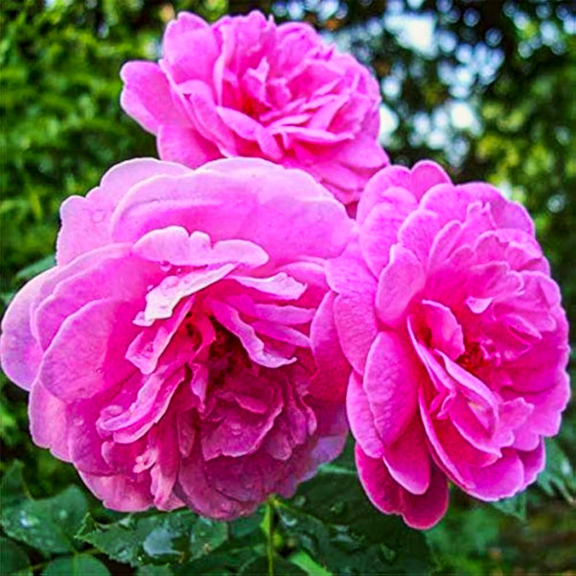 Pink Damask Flower Seeds for Planting | Beautiful Annual Blooms