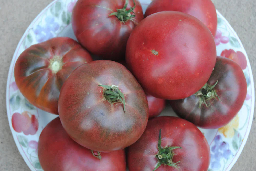 Harvest of fresh maroon tomatoes