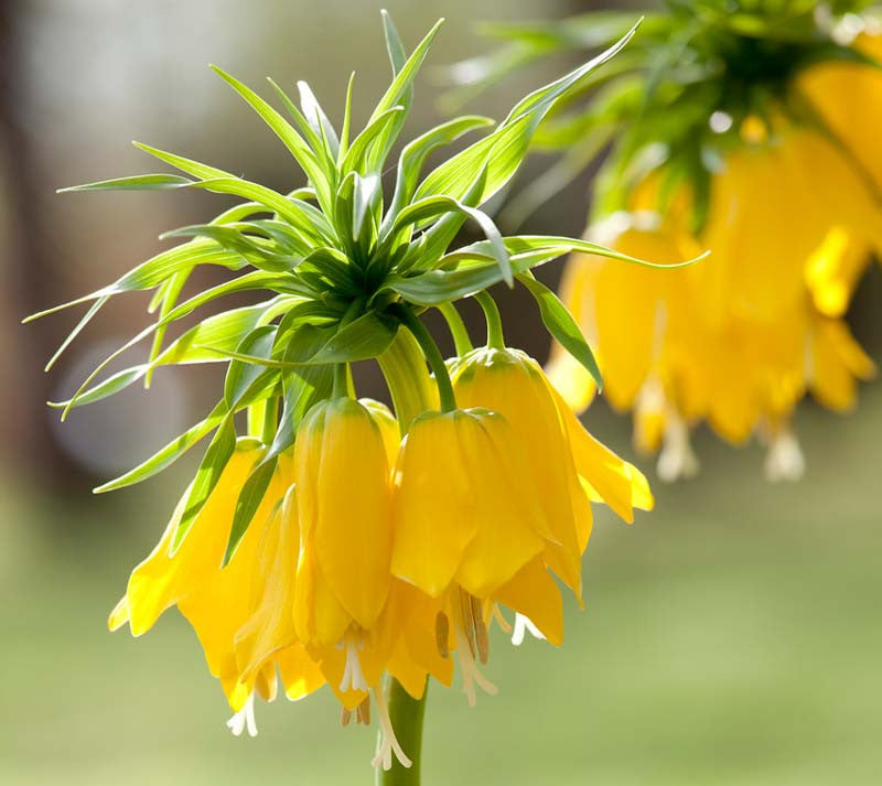 Yellow Imperial Wang Fritillaria Flower Seeds for Planting Cut Flower Favorite Heirloom & GMO Free Seeds for Home Garden
Sale