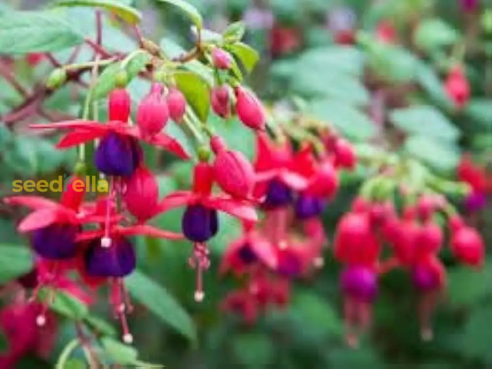 Fuchsia Flower Seeds For Planting - Vibrant Red Annuals Your Garden