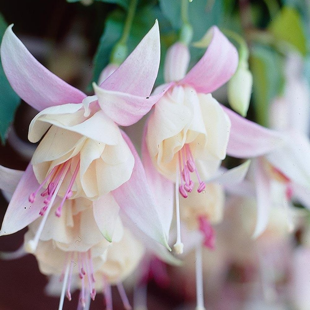 White Purple Fuchsia Hybrida Flower Seeds – Garden Favorite Heirloom & NonGMO
Sale - Evergrowseeds