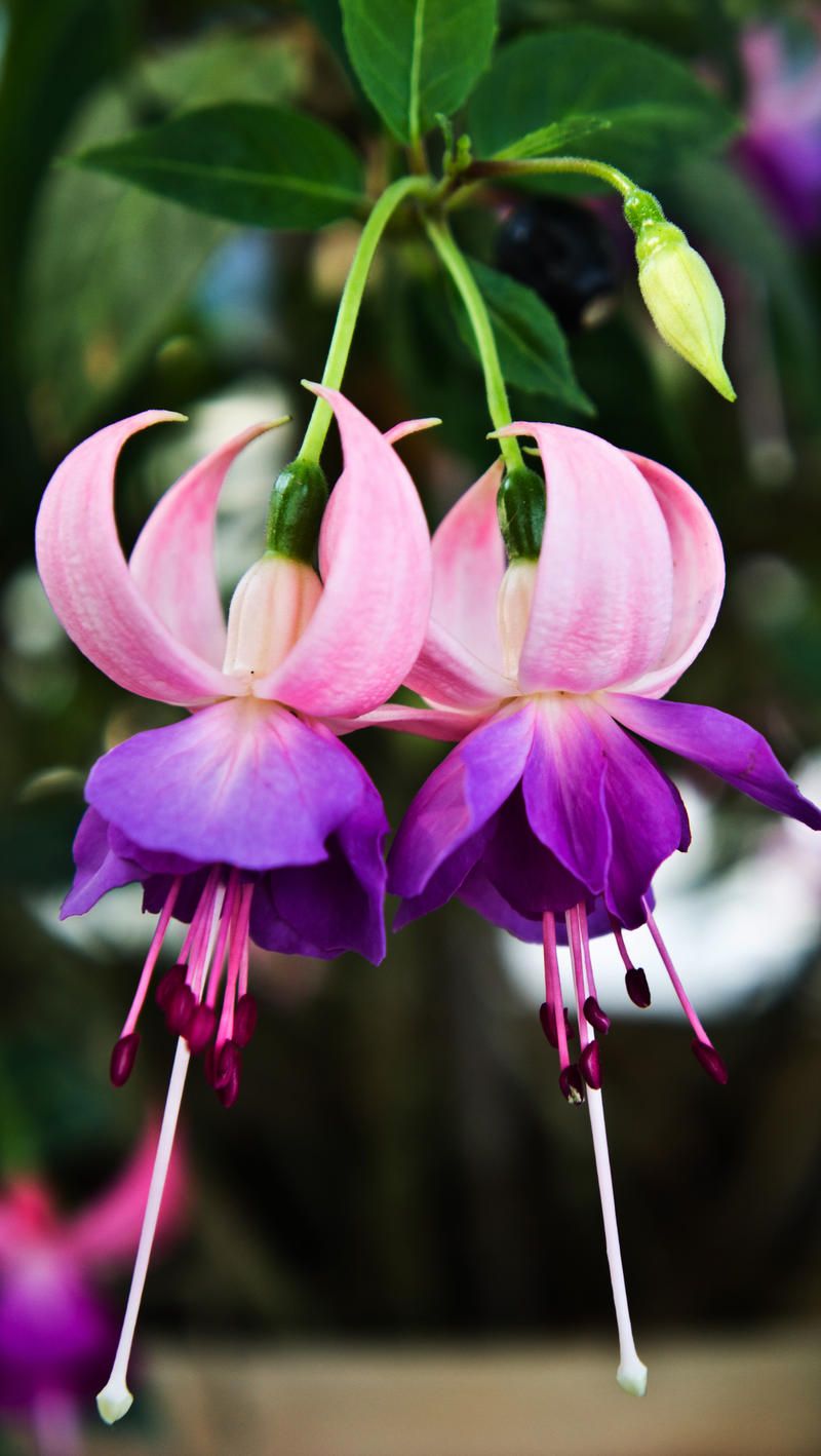 Fuchsia flowers growing beautifully in containers
