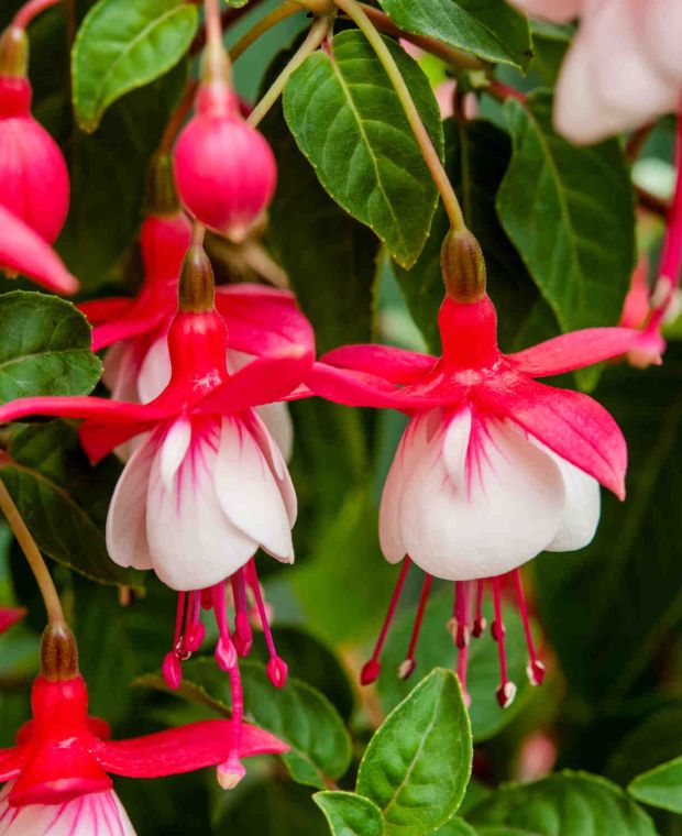 Red Light Pink Double Petals Fuchsia Seeds for Planting Garden Favorite Heirloom & GMO Free Seeds for Home Garden Sale