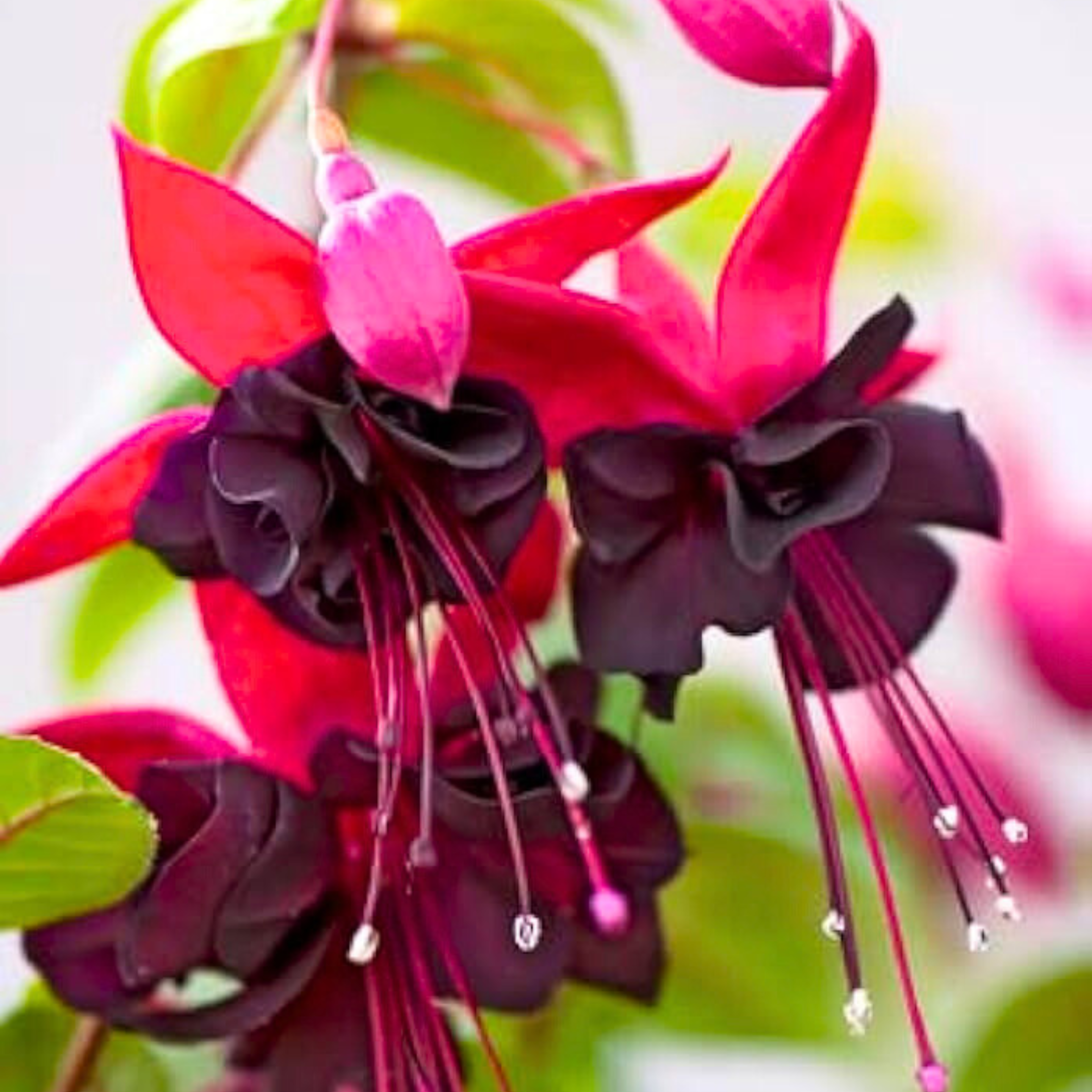 Dark Maroon Red Fuchsia Flower Seeds for Planting Wildflower Mix Heirloom & GMO Free Seeds for Home Garden
Sale