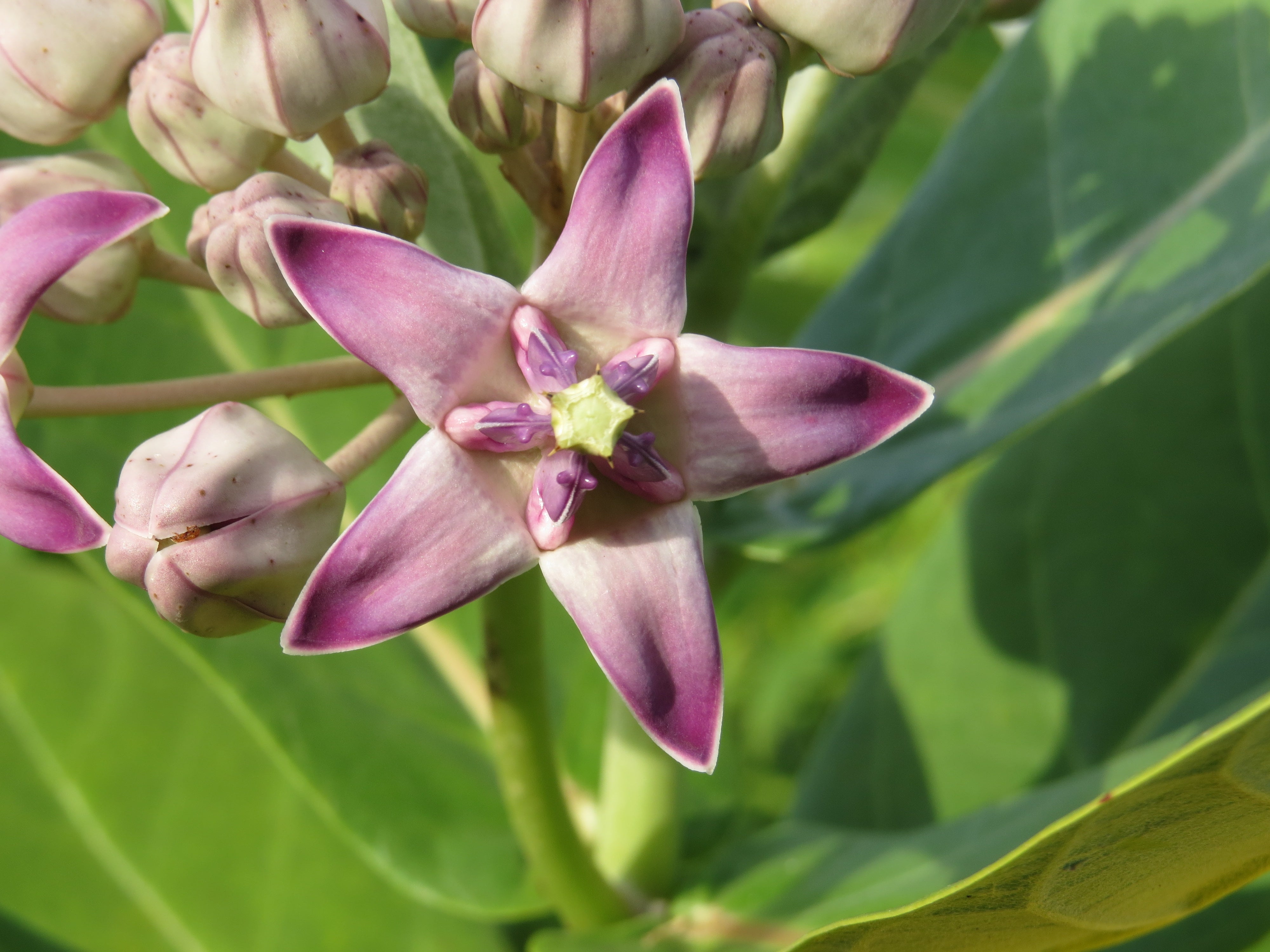 Gigantea flower seeds thriving in full sun