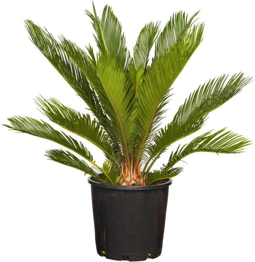 Green Cycads Flower seeds for Planting - Colorful Display, Heirloom & GMO Free Seeds for Home Garden
Sale seeds for home garden