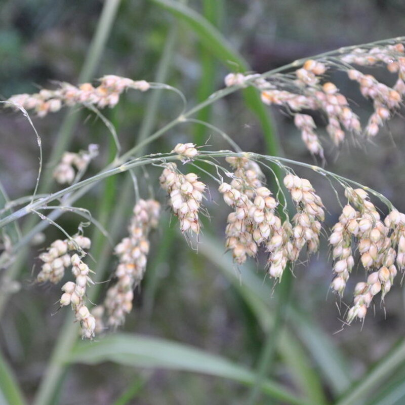 Tarahumara Sorghum Seeds for Planting