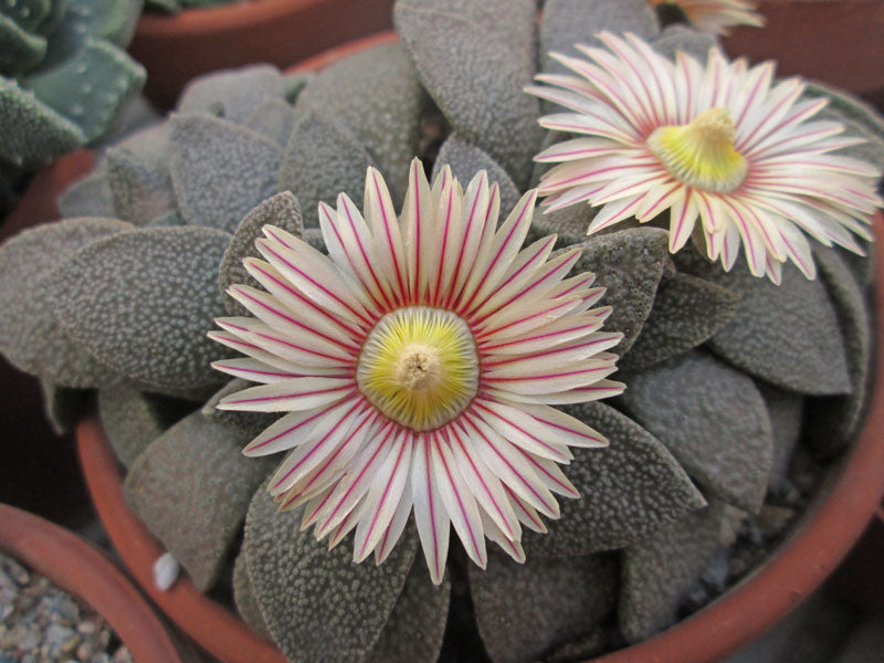 Titanopsis Fulleri Flower seeds for Planting - Low Maintenance, Heirloom & GMO Free Seeds for Home Garden