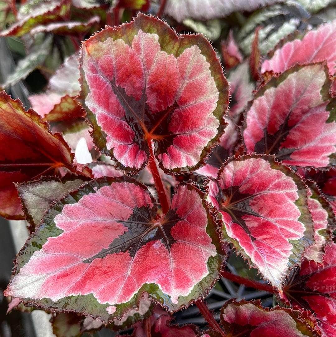 Fresh Coleus Flower seeds for Planting - Perfect for Borders, Heirloom & GMO Free Seeds for Home Garden