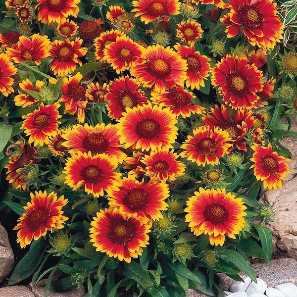 Heirloom Gaillardia Tokajer Flower seeds blooming in flower beds, containers, borders, and pollinator-friendly gardens