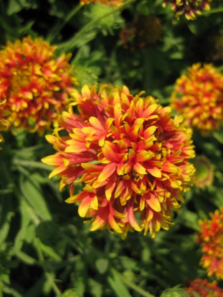 Gaillardia Decke Seed for Plantings for Planting for Bright, Cheerful Gaillardia Flowers Heirloom Non-GMO Seeds