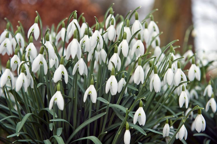 Nivalis Flower Seeds for Planting - Vibrant Blooms for Your Garden Heirloom Non-GMO Seeds