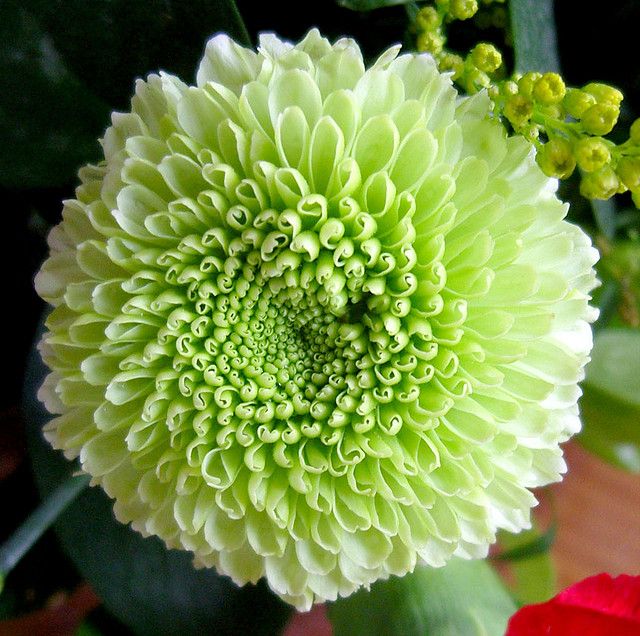 Sea Green Dahlia Flowers in Garden Bed