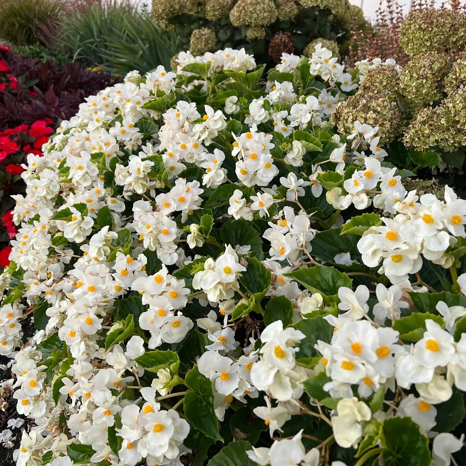 Begonia Flowers in Garden Borders in Shade