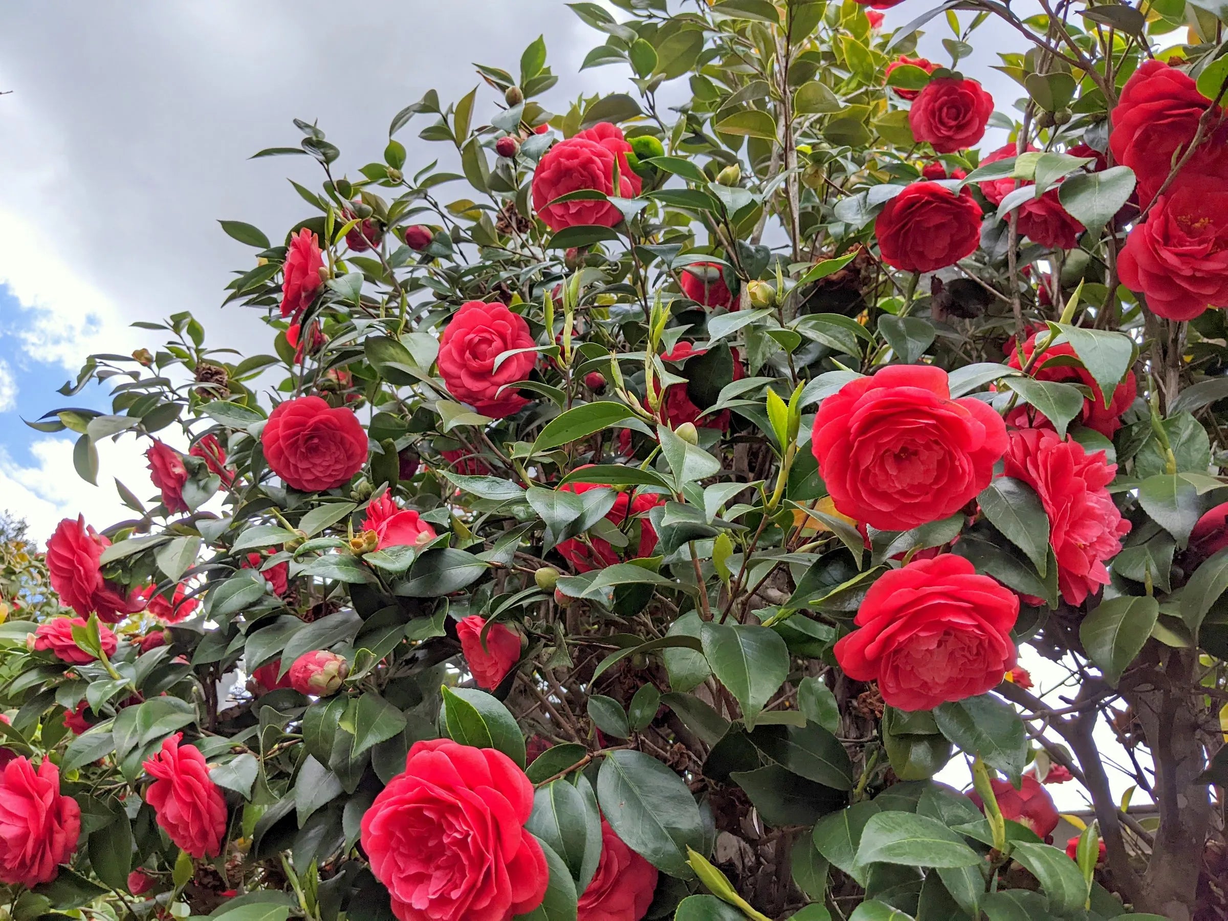 Camellia Flowers in Garden Borders