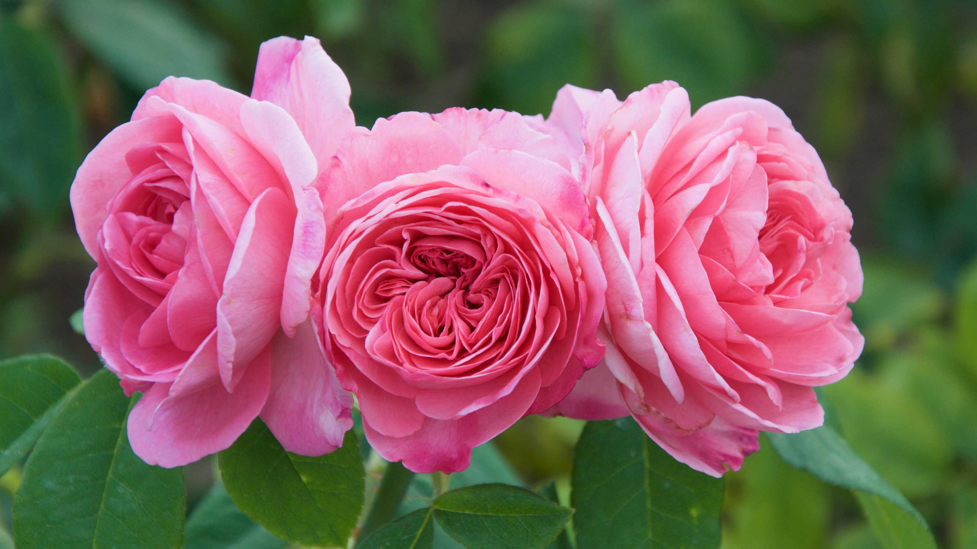 Lady Favorite Roses in Garden Borders