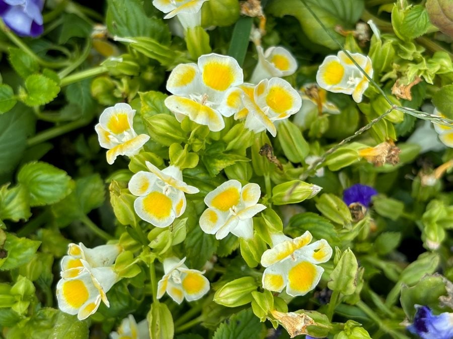 Torenia Kauai Flowers in Garden Borders