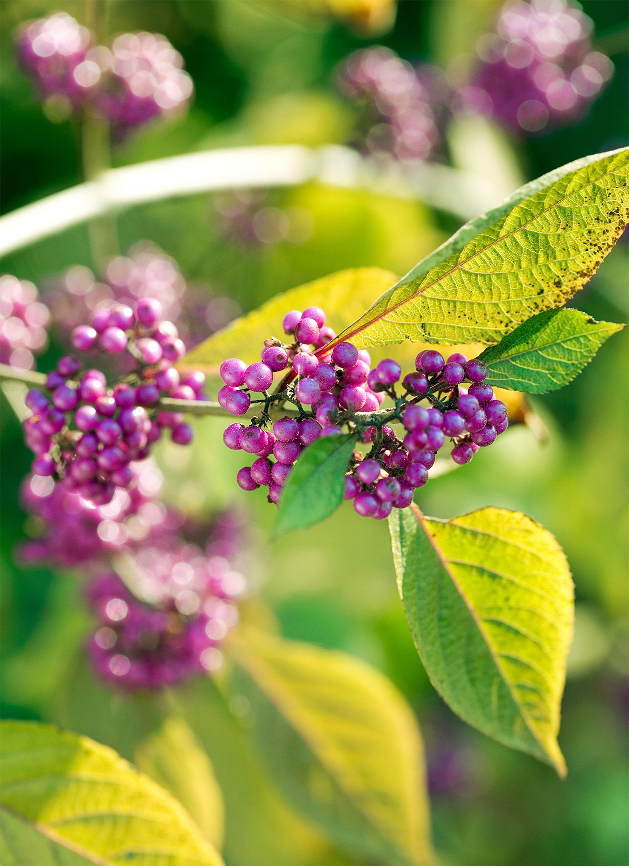 Garden Callicarpa Flower Seeds