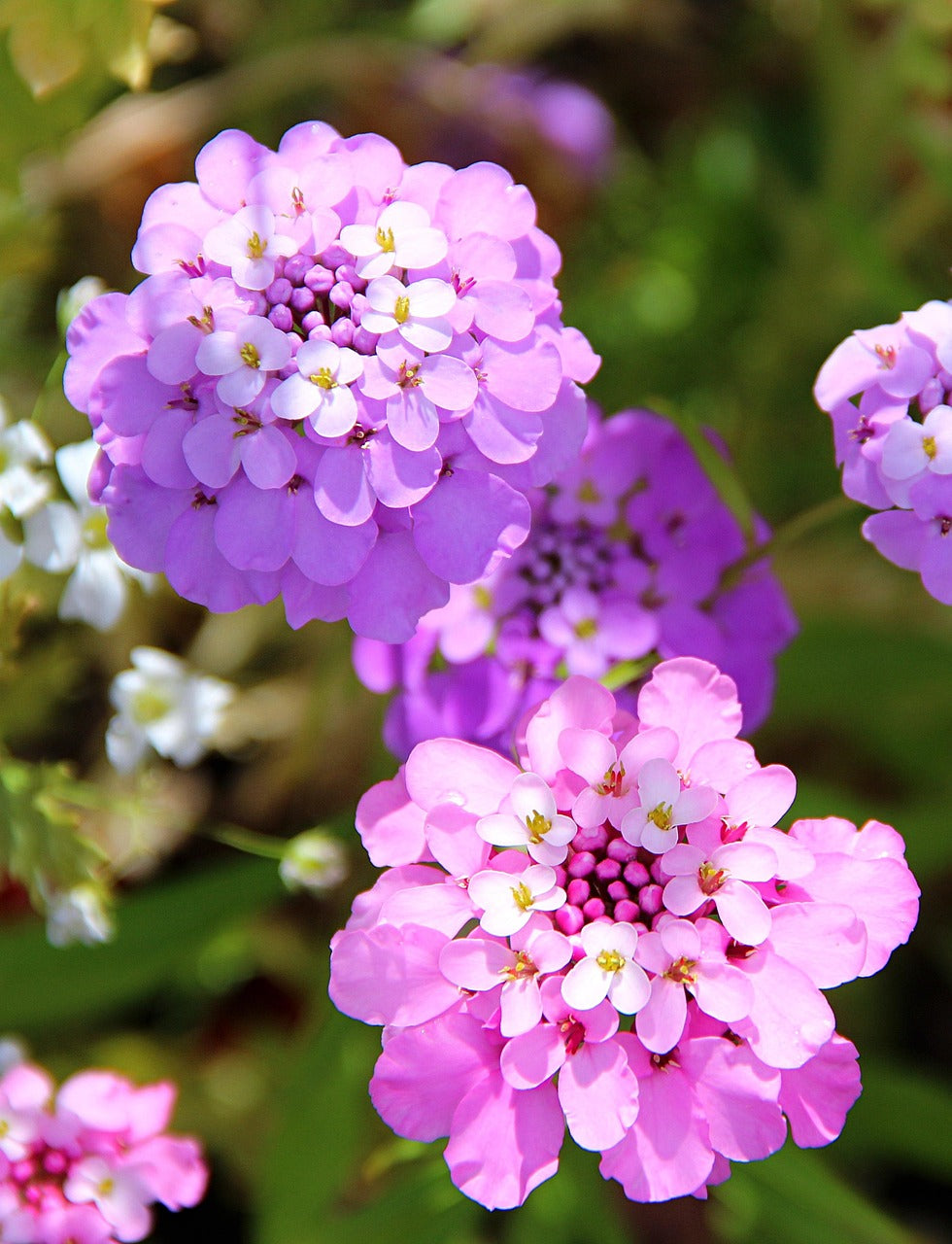 Mixed Candytuft Flower Seeds Collection for Planting