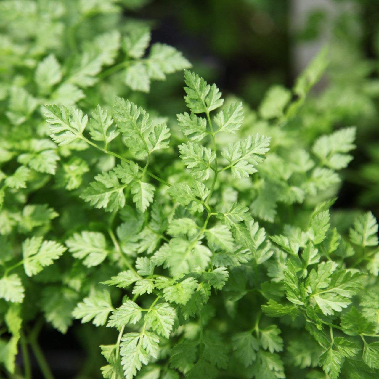 Fern-like leafy Garden Chervil foliage developed from non-GMO seeds