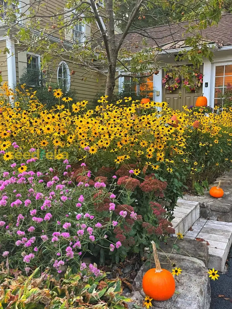 Garden Perennial Flower Seeds For Planting - Beautiful Year-Round Blooms