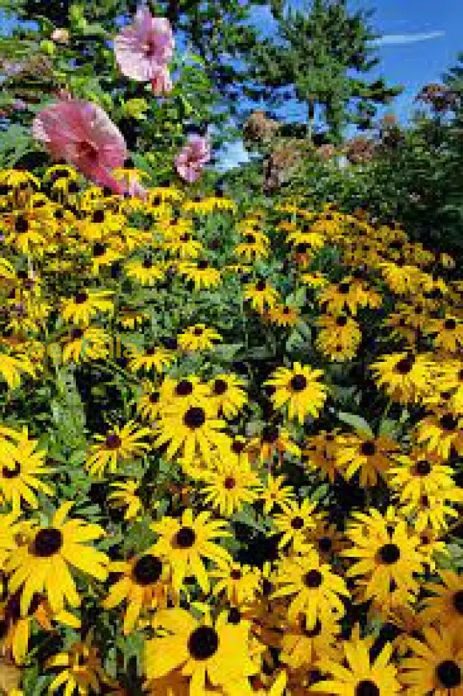 Garden Perennial Flower Seeds For Planting - Beautiful Year-Round Blooms