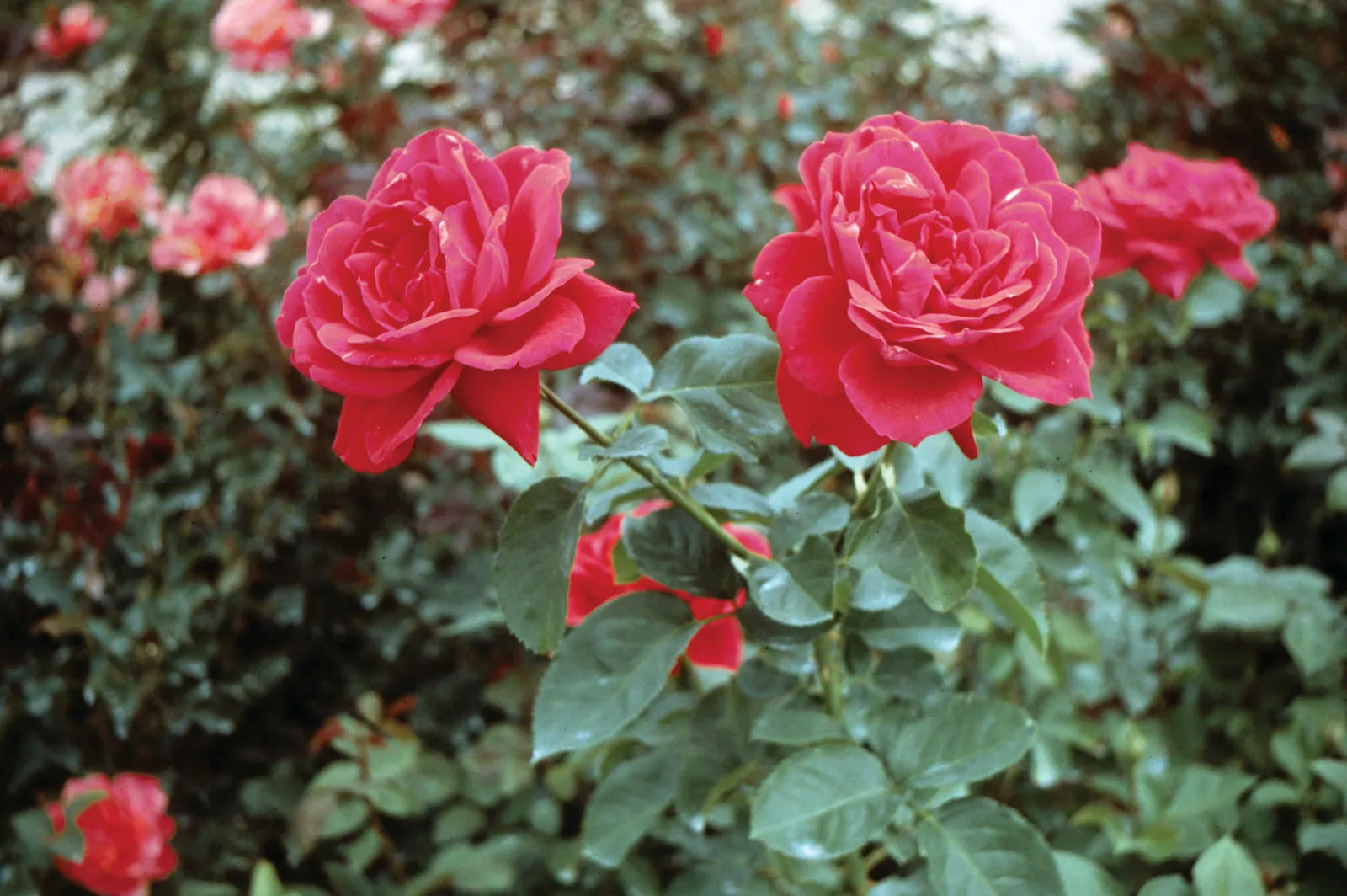 Rose Queen Flower Seeds for Planting Enhance Your Garden with Vibrant Blooms - Evergrowseeds