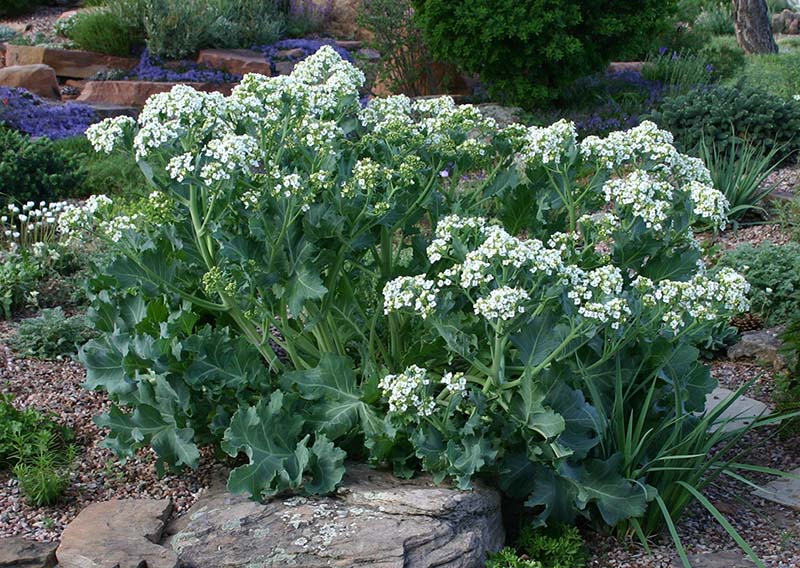 Garden Seakale Unique Blooms Seeds