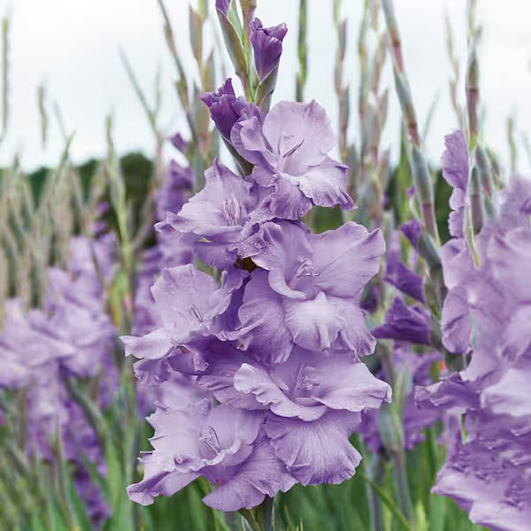 Light Violet Gladiolus Flower Seeds for Planting Bright Blooms Heirloom & GMO Free Seeds for Home Garden
Sale