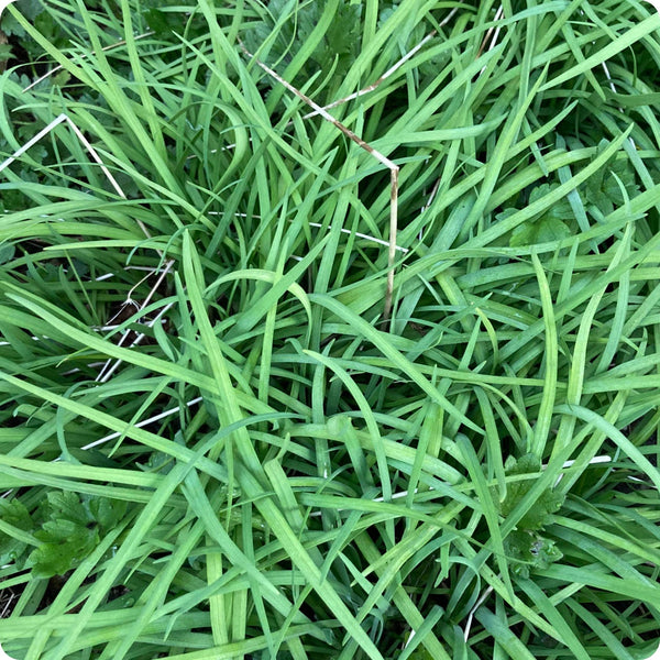 Garlic Chives seeds Allium tuberosum plant for home garden