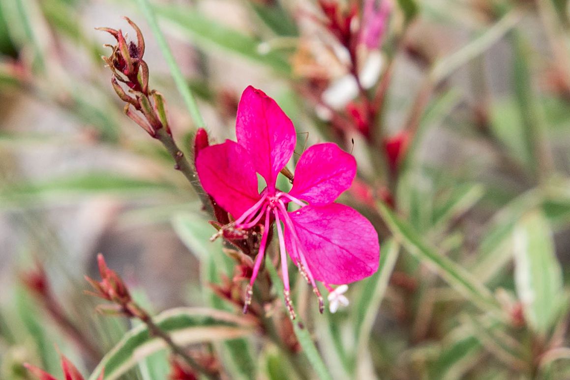 Gaura Flower seeds blooming in flower beds, containers, borders, and pollinator-friendly gardens
