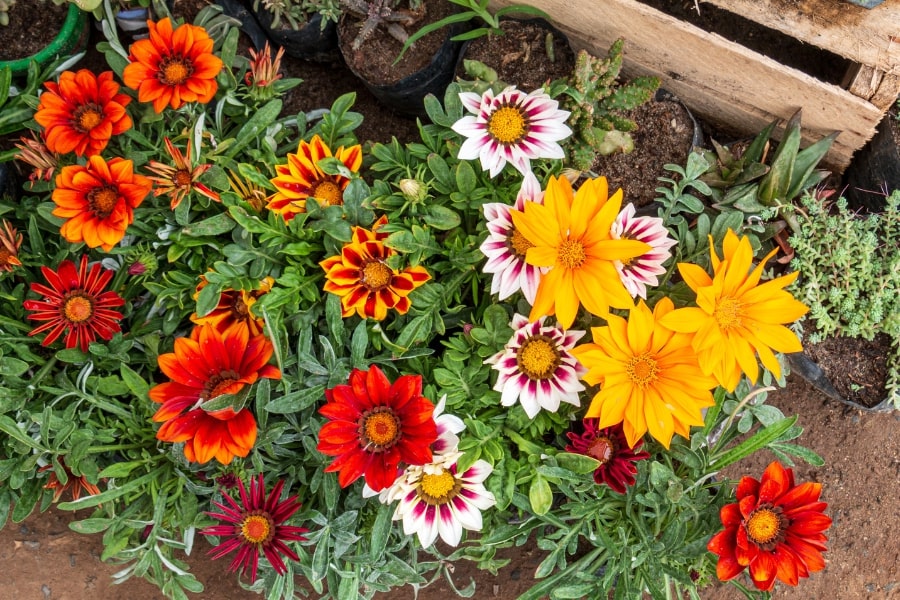 Gray Gazania Flower Seeds for Planting - Compact Growth, Heirloom & GMO Free Seeds for Home Garden