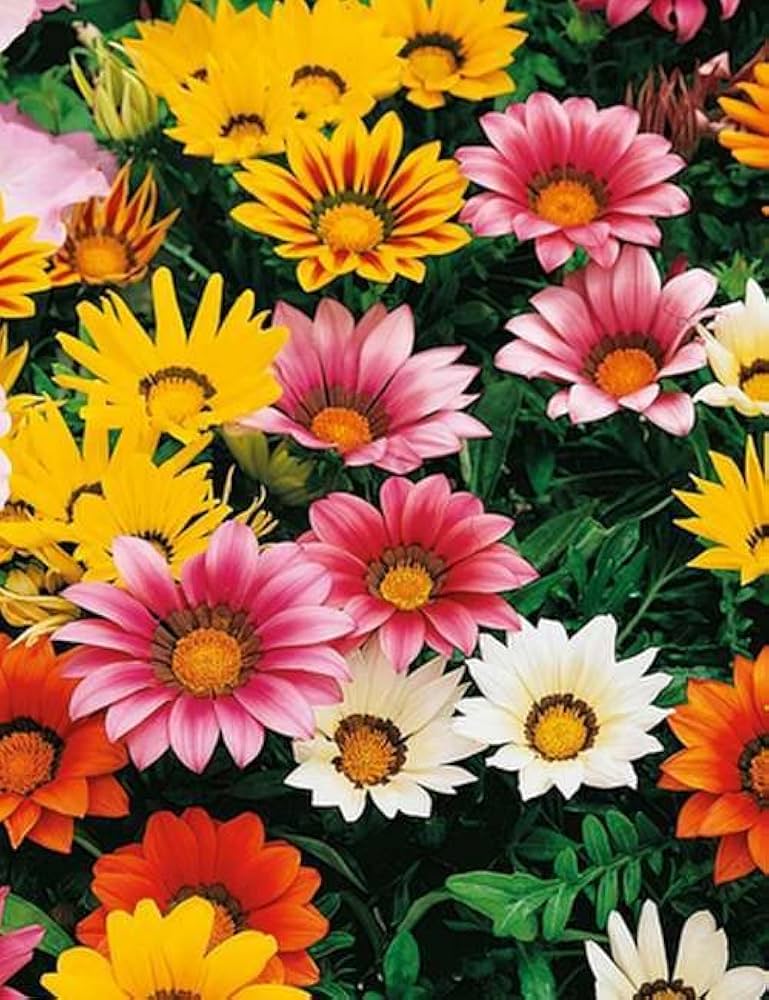 Gazania Rigens seeds for borders and garden beds