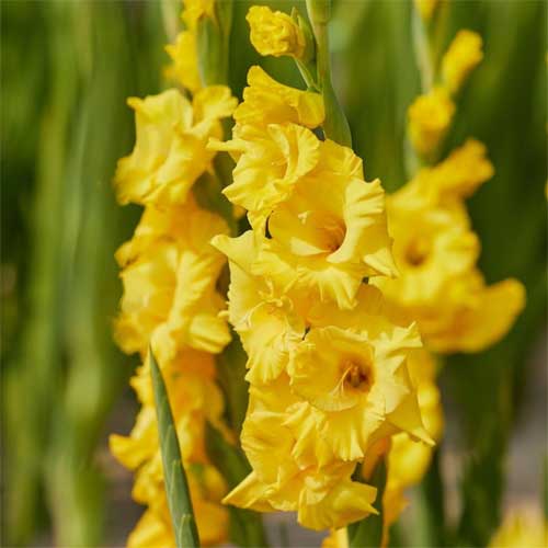 Yellow Gladiolus Hybridus Flower seeds for Planting - Shade Tolerant, Heirloom & GMO Free Seeds for Home Garden