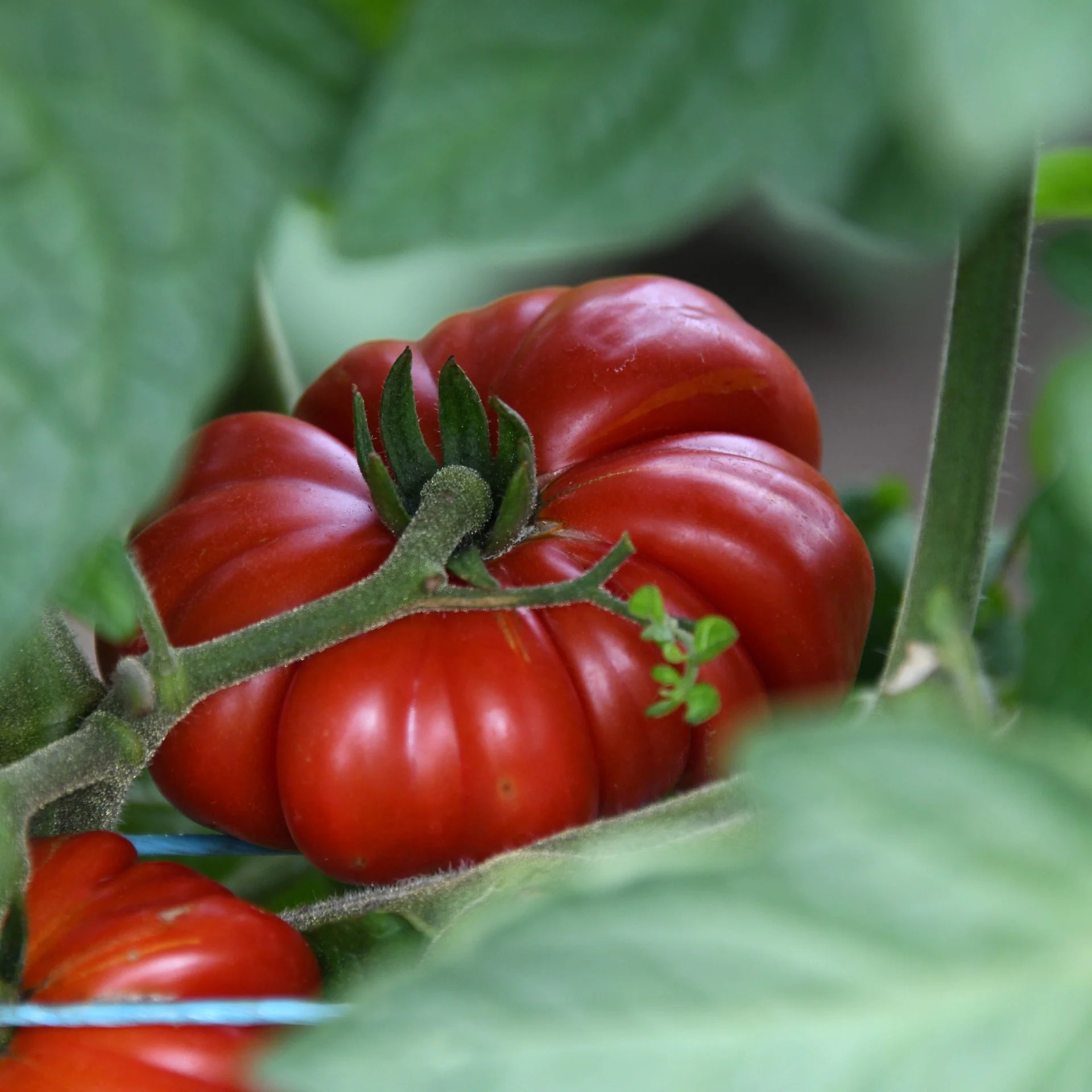 Red Costoluto Tomato Seeds for Vegetable Gardening - Easy Planting
