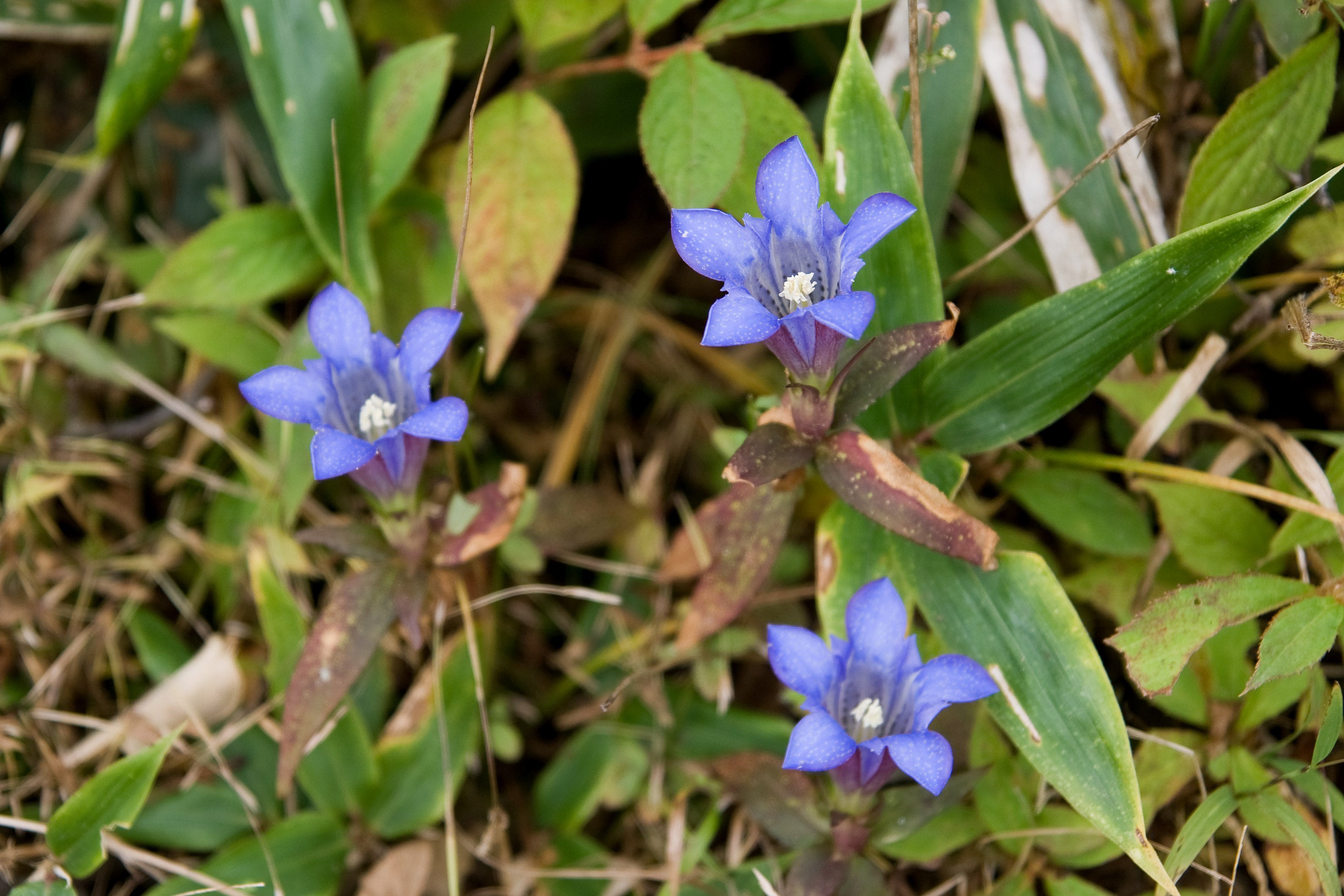 Gentiana Scabra Seeds for Planting - Beautiful Blue Flower Seeds Heirloom Non-GMO Seeds