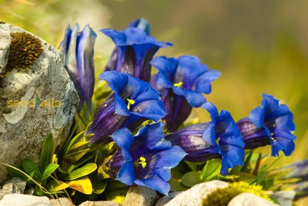 Gentiana Scabra Seeds For Planting - Beautiful Blue Flower