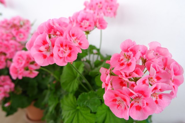 Light Pink Geranium Flores Flower Seeds for Planting Easy to Grow Heirloom & GMO Free Seeds for Home Garden
Sale