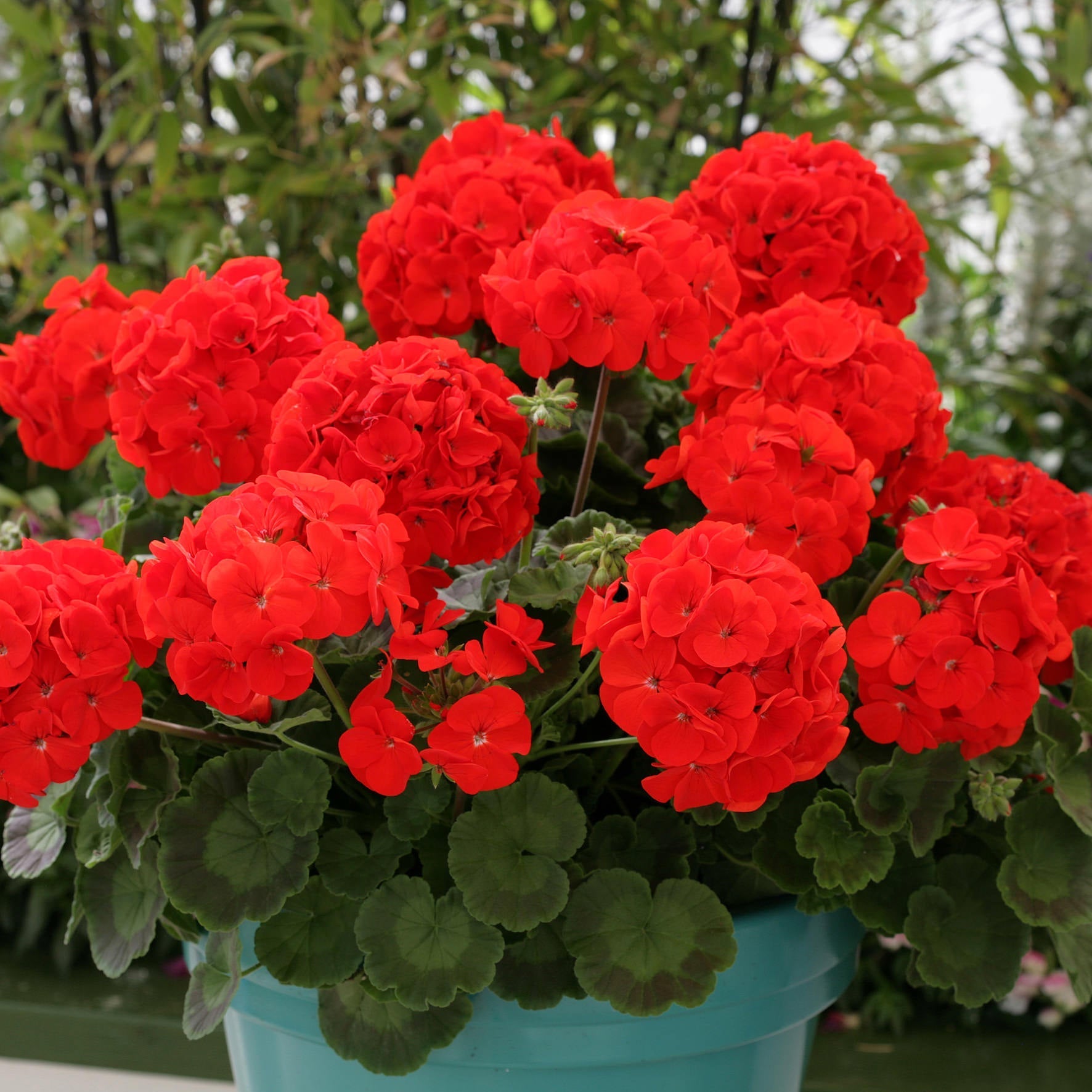 Geranium Flower Seeds for Vibrant Garden Blooms