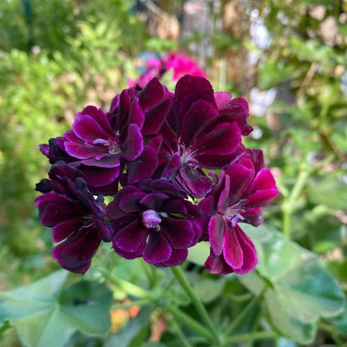 Geranium Burgundy Flower seeds for Planting - Premium Quality, Heirloom & GMO Free Seeds for Home Garden