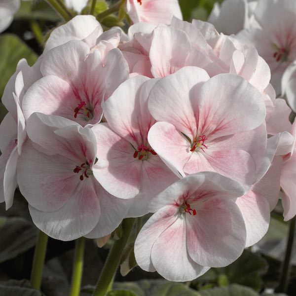 White Light Pink Geranium Flower Seeds for Planting Hardy Variety Heirloom & GMO Free Seeds for Home Garden
Sale
