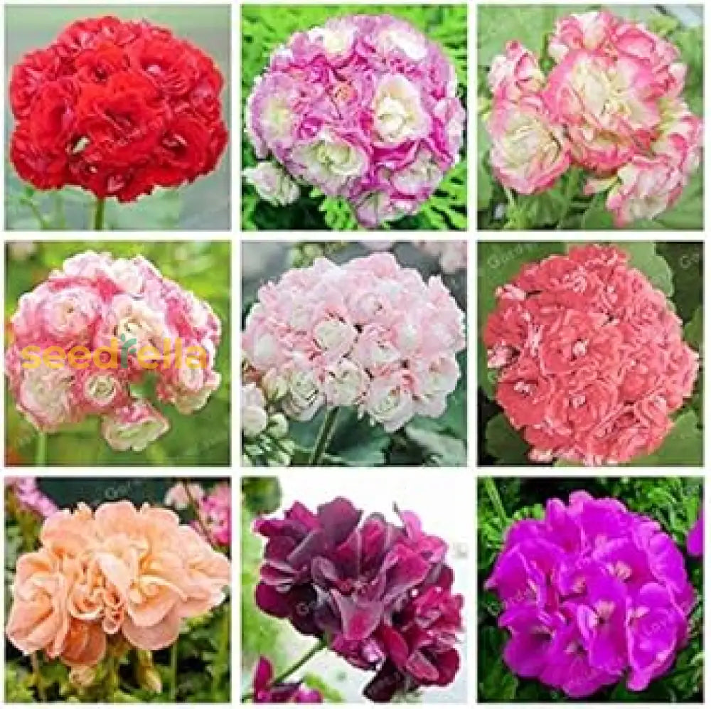 Geranium Mix Apple Blossom Seeds For Planting Vibrant Annual Flowering Plants Flower