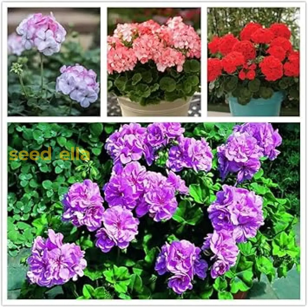 Geranium Mix Apple Blossom Seeds For Planting Vibrant Annual Flowering Plants Flower