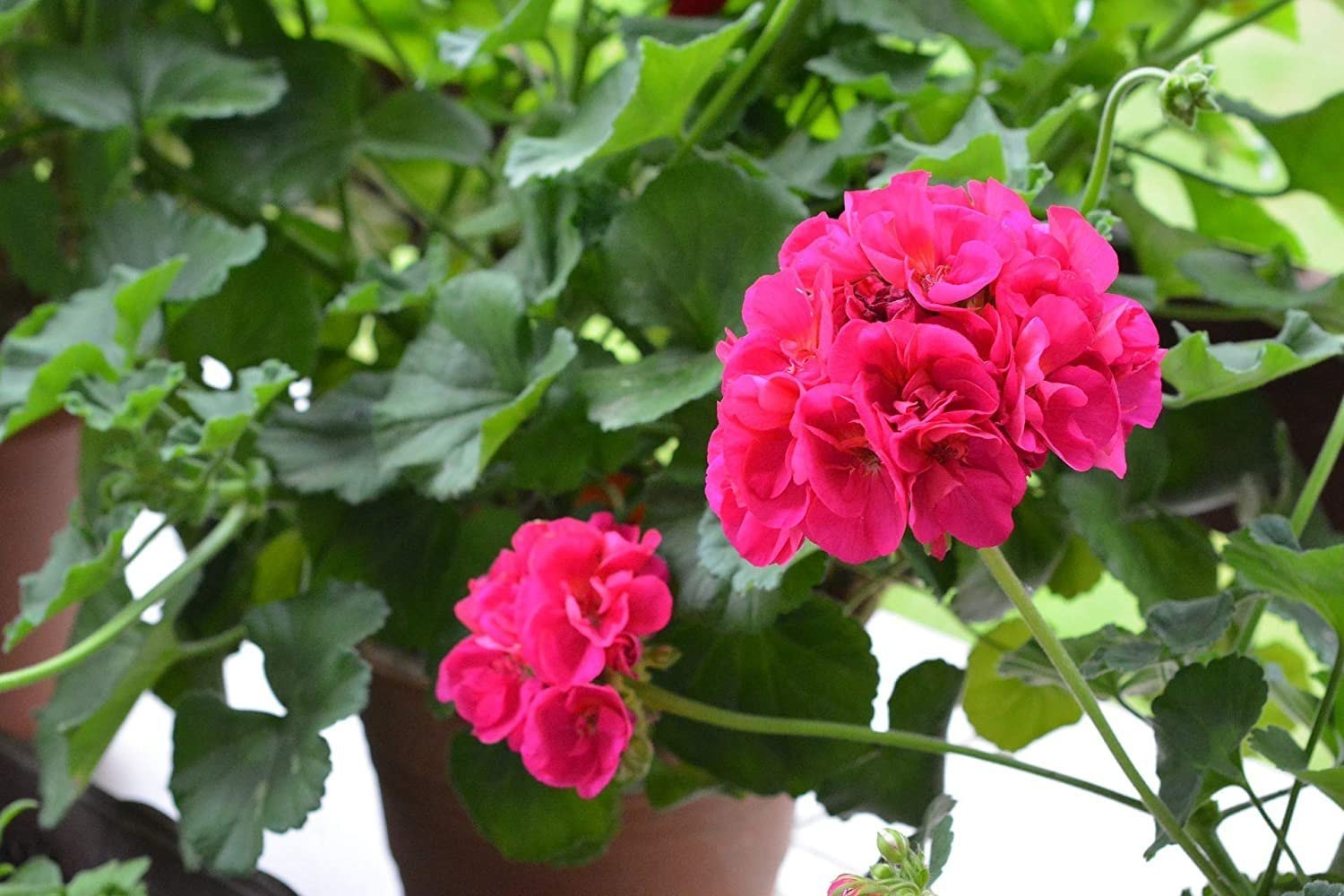 Pink Geranium Perennial Flower Seeds for Planting Wildflower Mix Heirloom & GMO Free Seeds for Home Garden
Sale